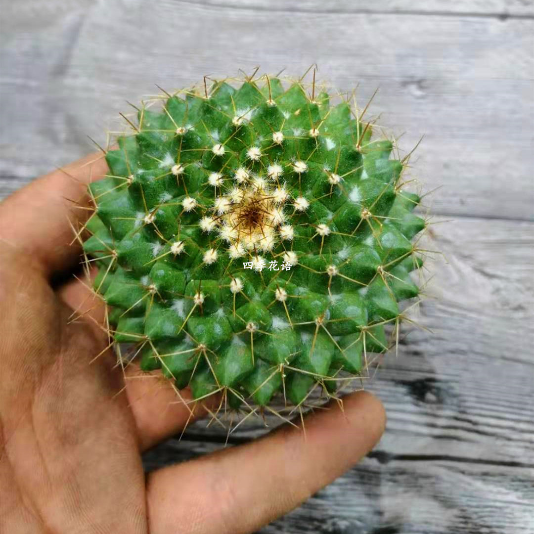 金洋丸实生品种仙人球 乳突球属黄绿色球体基本都开黄花 多肉植物