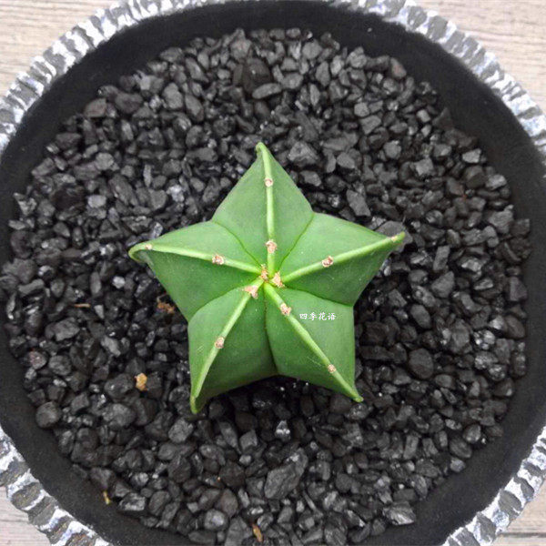 鸾凤实生玉星球星兜多肉仙人类植物四角五角多肉植物
