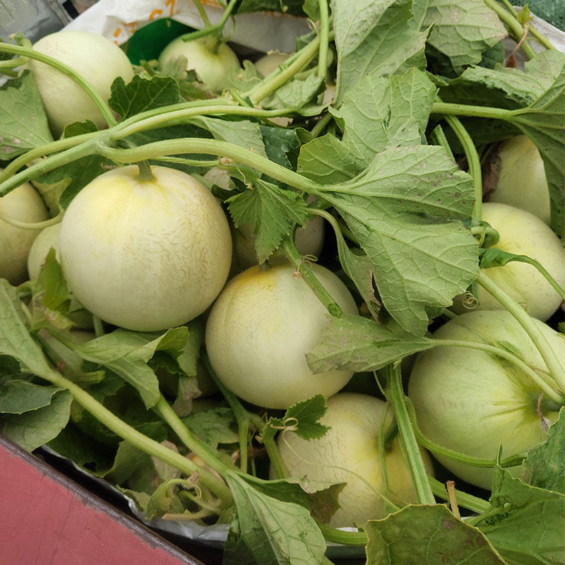 现货良白水果当季10斤新鲜甜瓜香瓜阎良白白皮甜瓜