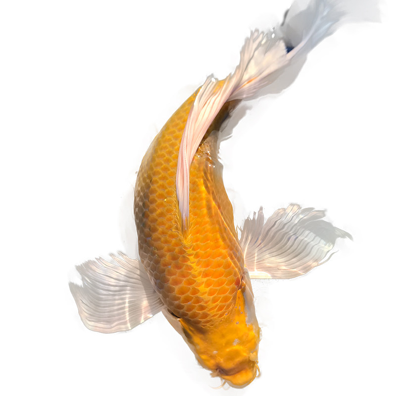 黄金观赏鱼鱼苗金鱼苗中小型锦鲤蝴蝶龙凤冷水蝶鲤鱼