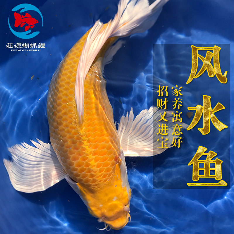 黄金观赏鱼鱼苗金鱼苗中小型锦鲤蝴蝶龙凤冷水蝶鲤鱼