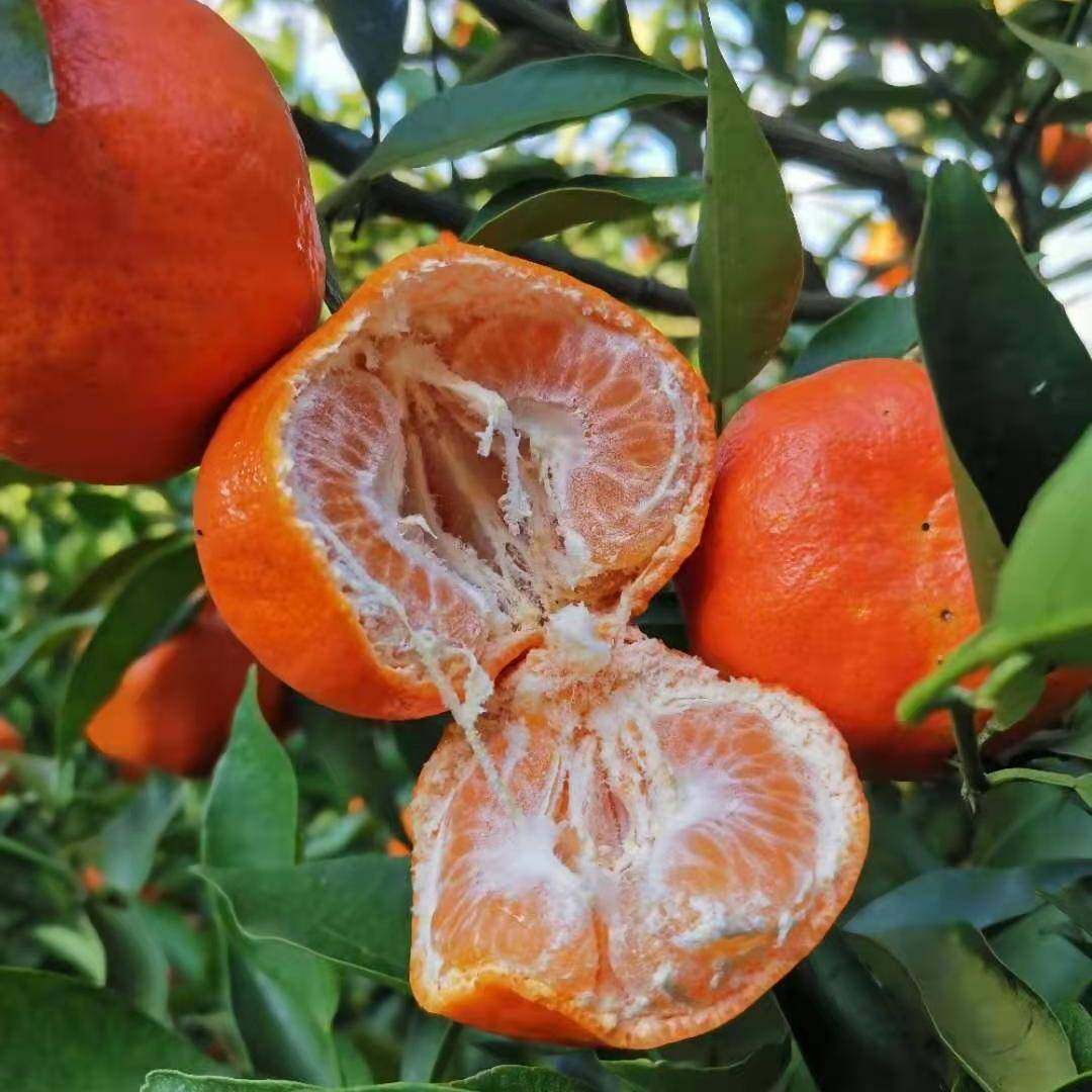 顺丰丰川红橘万州古红桔现摘大红袍桔子陈允斌桔子