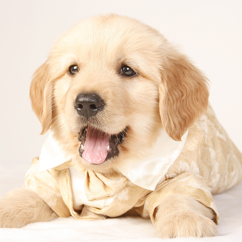 金毛狗狗幼犬纯种大型寻回宠物狗家养狗狗