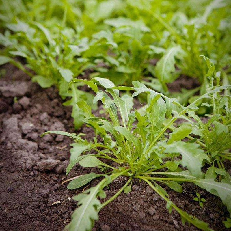 四季蔬菜东北大叶臭菜种子农家芝麻菜蘸酱菜籽野菜阳台菜园约5克