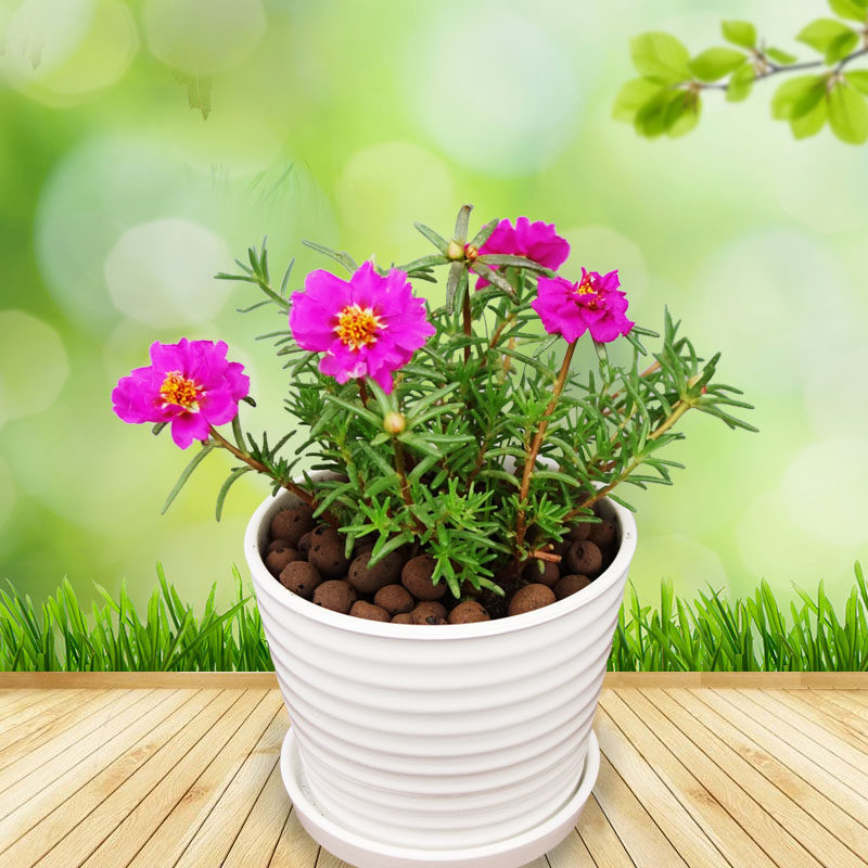 武汉绿植同城报春花盆栽夏季开花好养草莓室外大型绿植