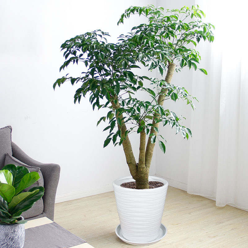 武汉绿植同城大幸福树盆栽植物客厅办公室大盆绿植开业送礼盆栽