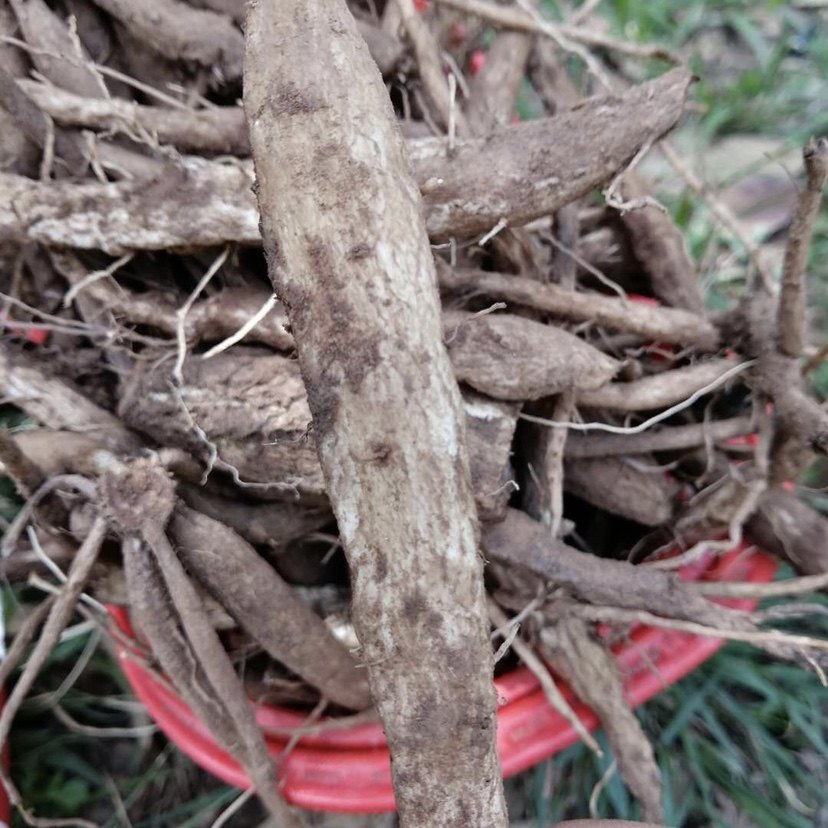 新鲜马刺云南野生大蓟根草恶鸡婆现挖现发食用其它