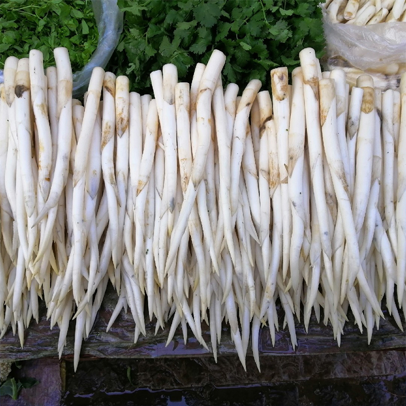 草芽云南建水特产象牙新鲜蔬菜舌尖上的美食叶菜类