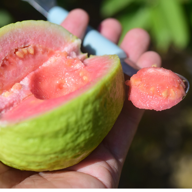 云南蒙自芭乐番石榴红心果软心软新鲜水果现摘芭乐