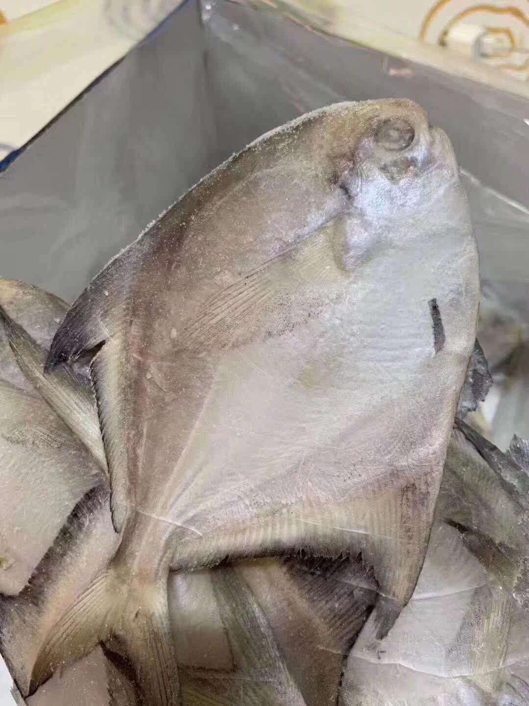 野生新鲜银鲳鱼鲜活水产银昌鱼平鱼冷冻银鲳5斤海鲳鱼包邮整