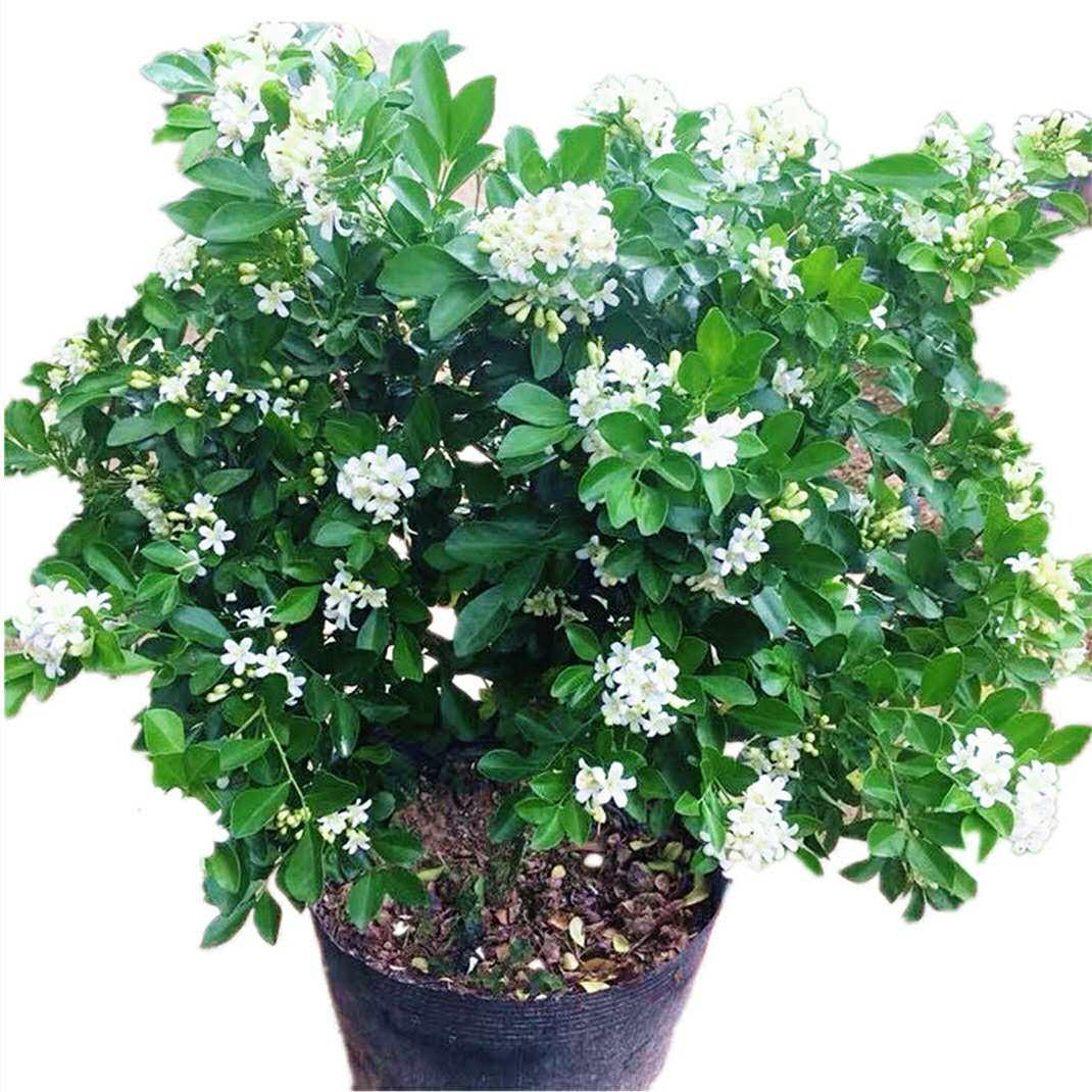 九里香盆栽花苗室内绿植驱虫驱蚊清新怡人庭院花卉绿植