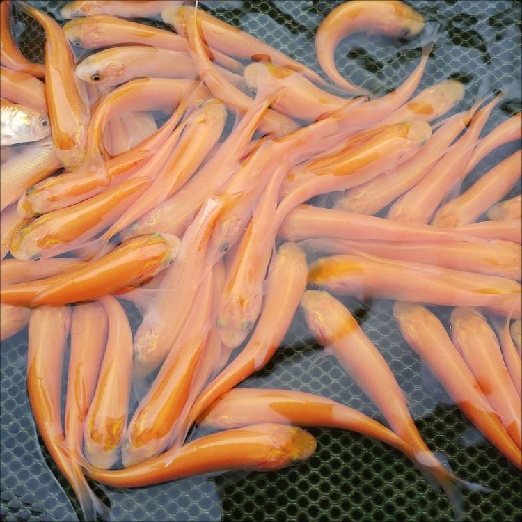 金草鱼草鱼名贵稀有品种俄罗斯淡水鱼活体包邮包邮包鱼