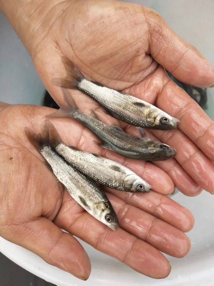 青鱼鱼苗 螺蛳青鱼苗 黒魭鱼苗 灰草鱼乌鲩鱼 淡水四大家鱼苗特价