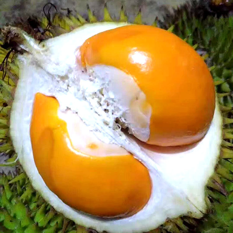 马来西亚婆罗野生山榴莲红色黄色橙色色带800g颜色榴莲