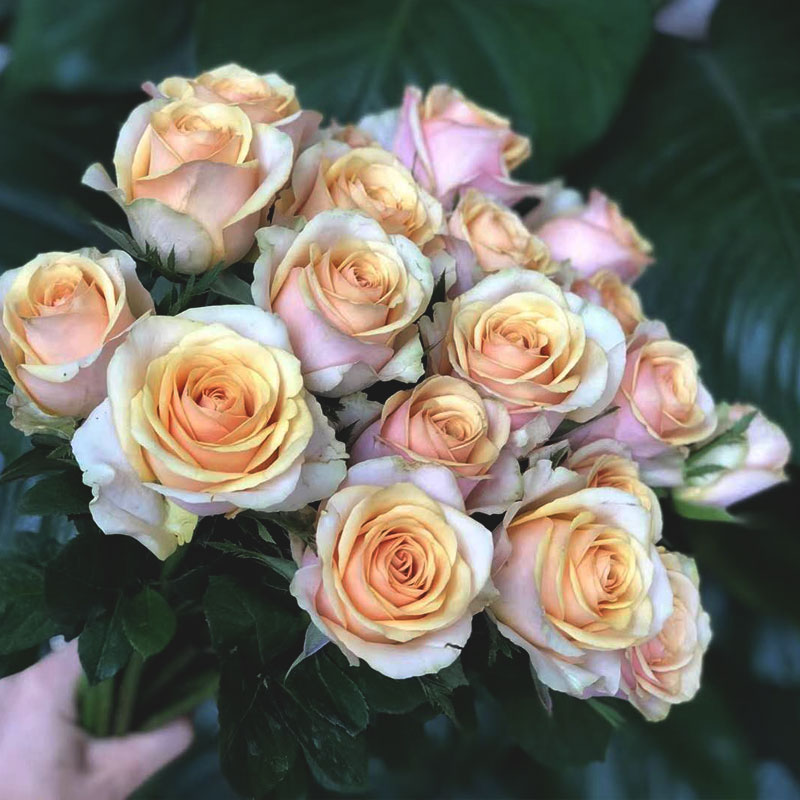 迪威威娜玫瑰鲜花复古色系稀有品种昆明明基鲜花速递同城