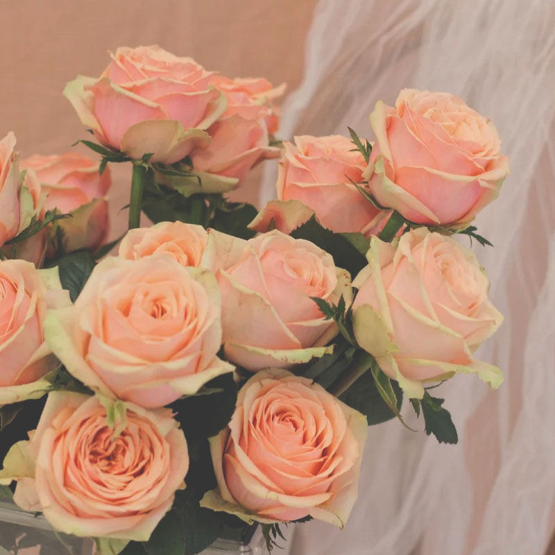 迪威威娜玫瑰鲜花复古色系稀有品种昆明明基鲜花速递同城