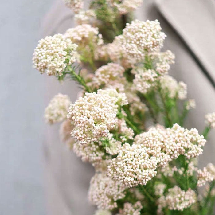 昆明明基地直新鲜小米花鲜切花真干花家庭装饰水养鲜花速递同城