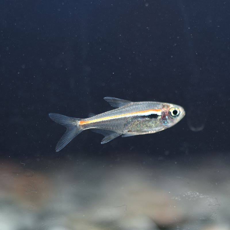 冷水鱼缸里面可爱的除藻又顽皮吸在缸壁勤劳清洁工枇杷吸鳅