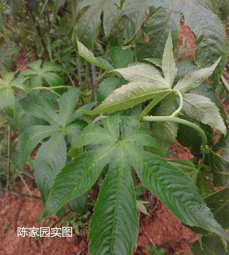 广西大瑶山甜茶原生态无污染干品新茶500克包邮养生茶