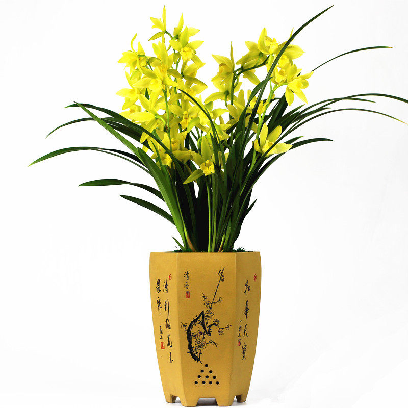 兰花苗无花苞黄金仙子建兰四季兰盆栽阳台室内美观花卉绿植 包邮