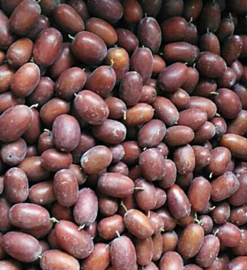 水果新疆鲜枣灰枣冬枣枣子自家果园直发5斤枣