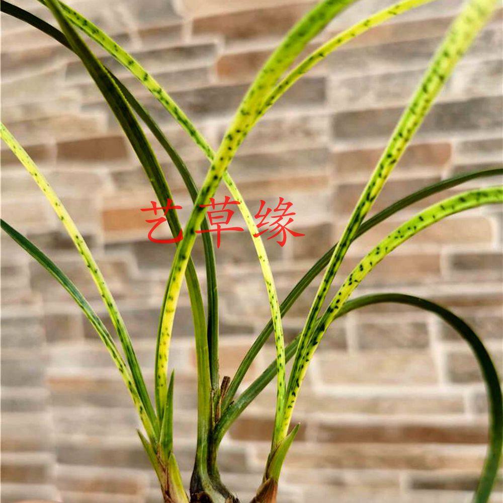 兰花花苗春兰传统老种斑艺浓香鲜花花卉盆栽时令草本花卉