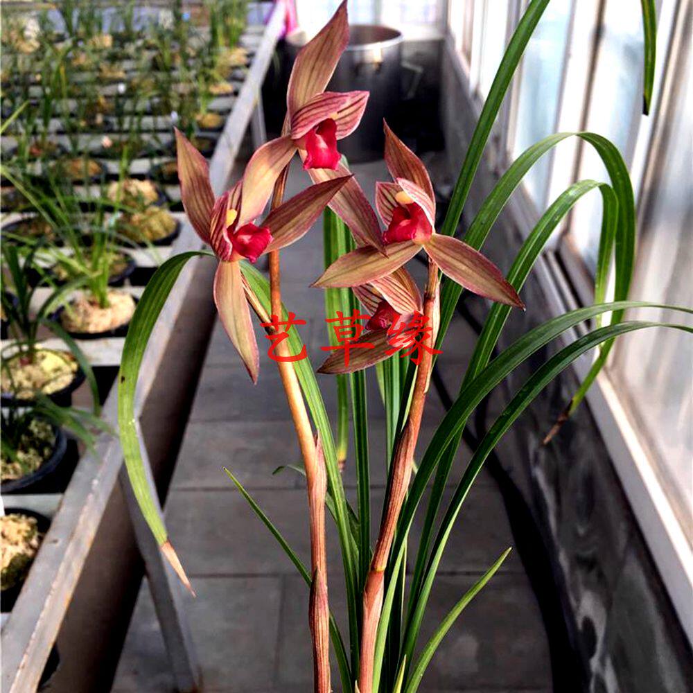 兰花花苗春剑传统老种柳枫红素浓香鲜花花卉时令草本花卉