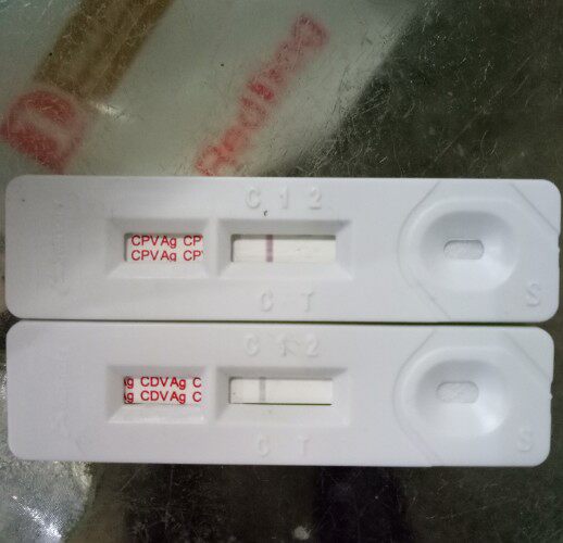 细小韩国进口狗狗犬瘟试纸检测宠物狗温热套餐宠物周边及其他