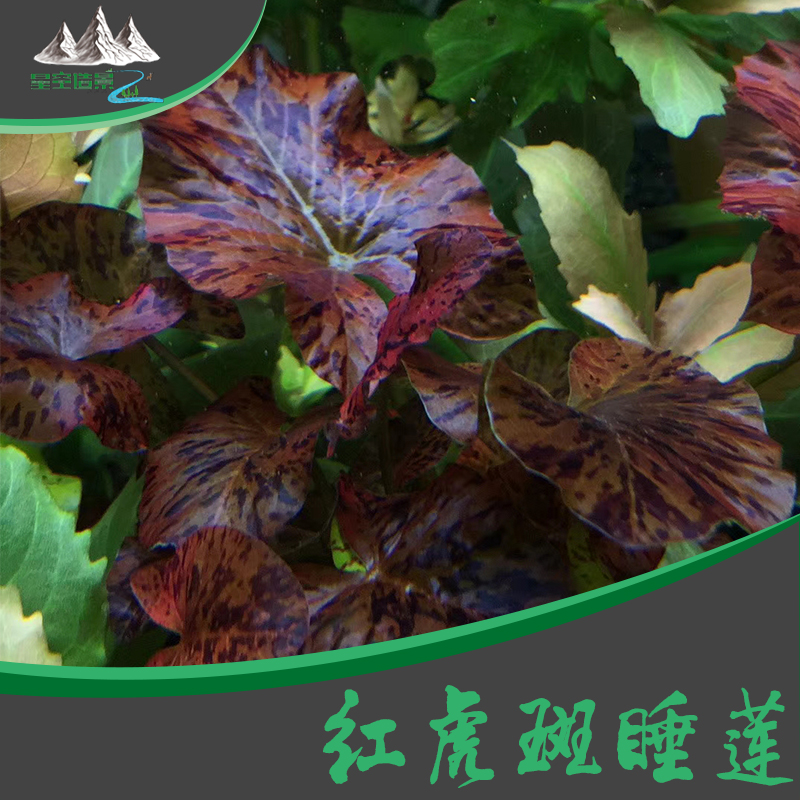 睡莲水草活体造景装饰红虎淡水植物红荷根懒人水草