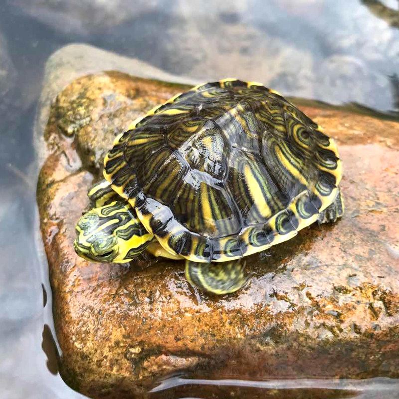 黄耳龟活物纯种深水吃粪小乌龟家养观赏宠物水养龟