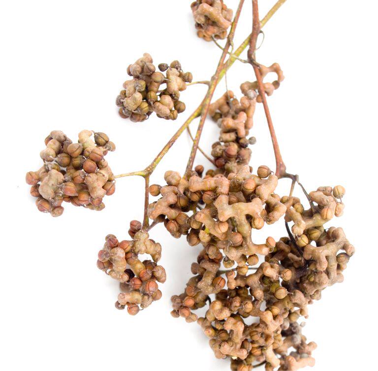 枳椇拐枣500g泡茶解酒可打粉葛根枳具茶无药材其他药食同源食品