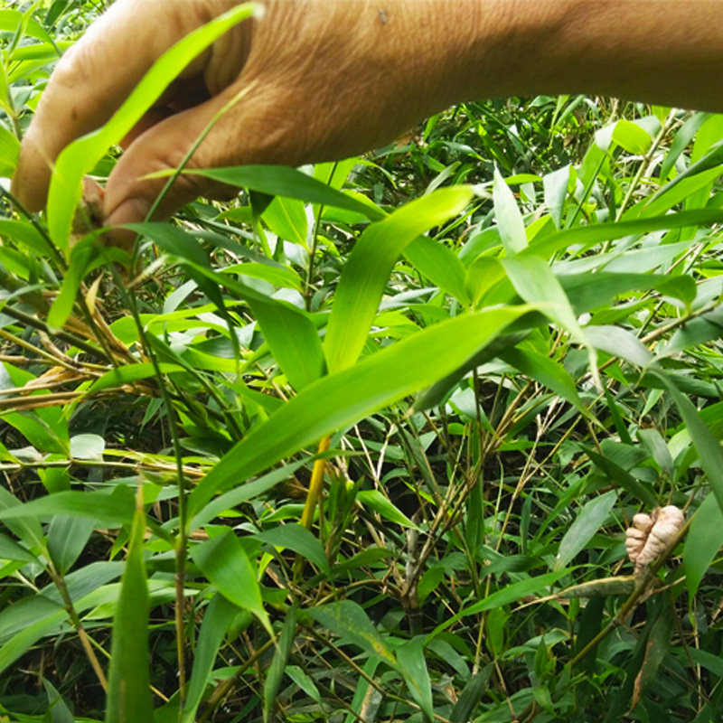 正品野生竹黄500克新货竹参天然中药材天竹泡酒其他药食同源食品
