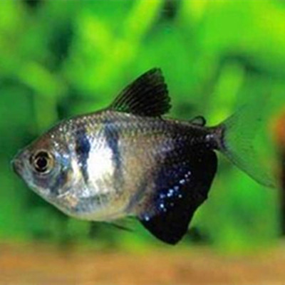 裙鱼小型热带鱼精品草缸热带闯缸观赏鱼活体新手鱼