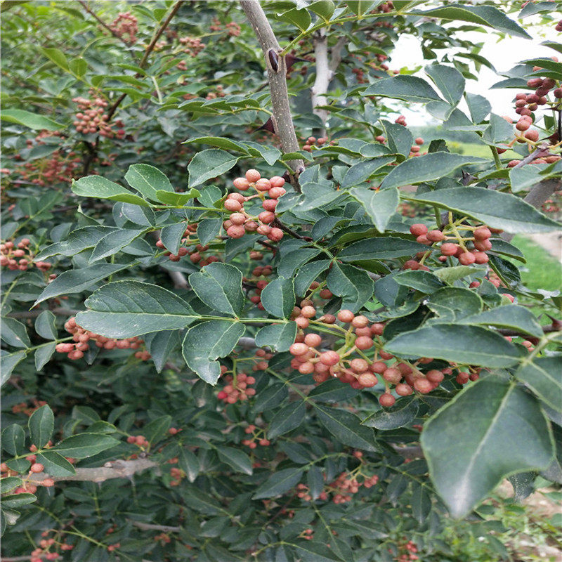 山大红袍花椒果树树苗麻椒调味鲜香盆栽院内果树