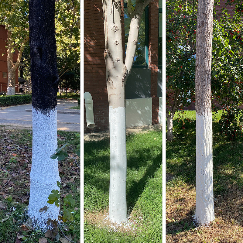 涂白树木树干大树果树防冻防虫杀菌刷树刷白树干涂白剂