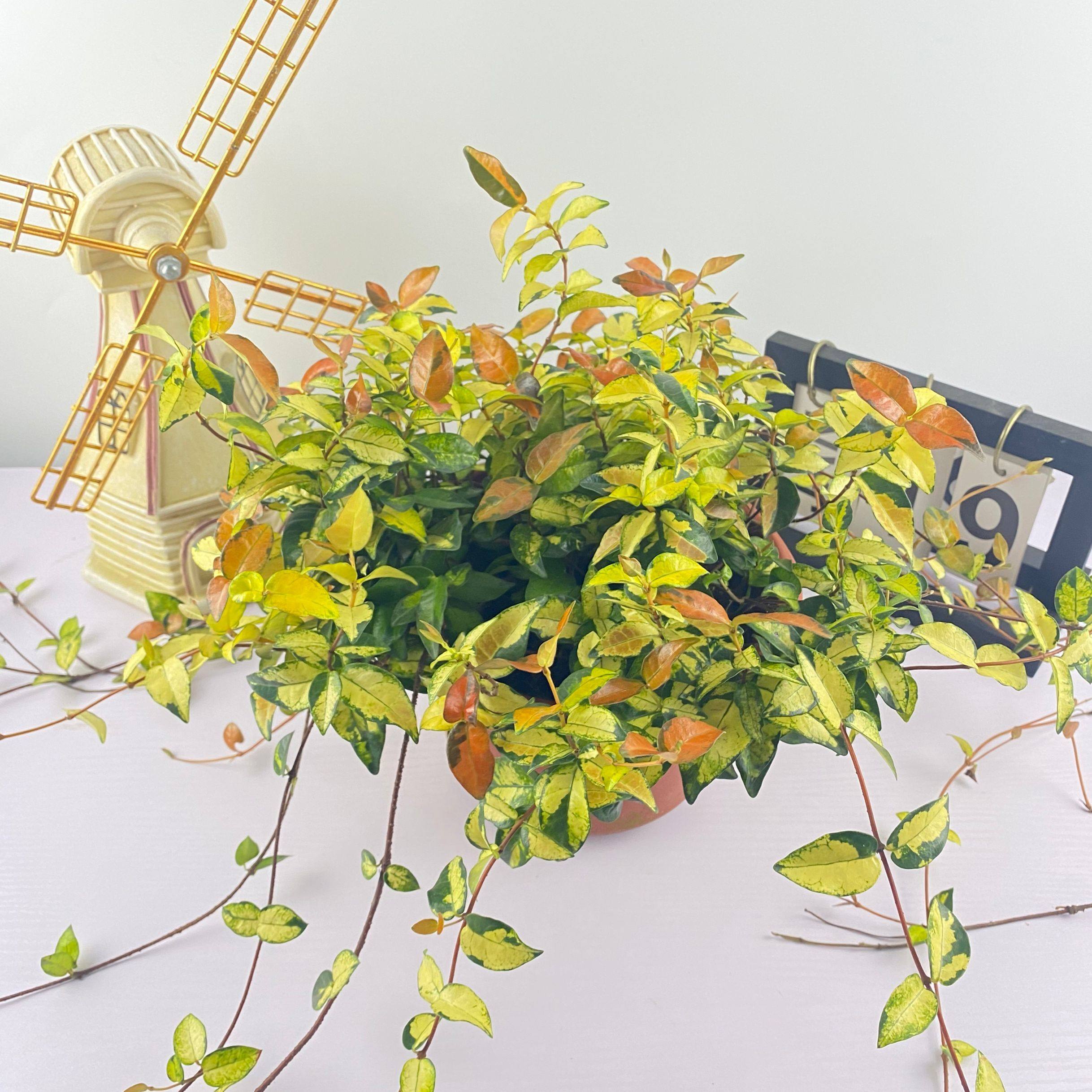 络石花叶绿植叶绿植养护观窗台容易阳台室内盆栽绿植