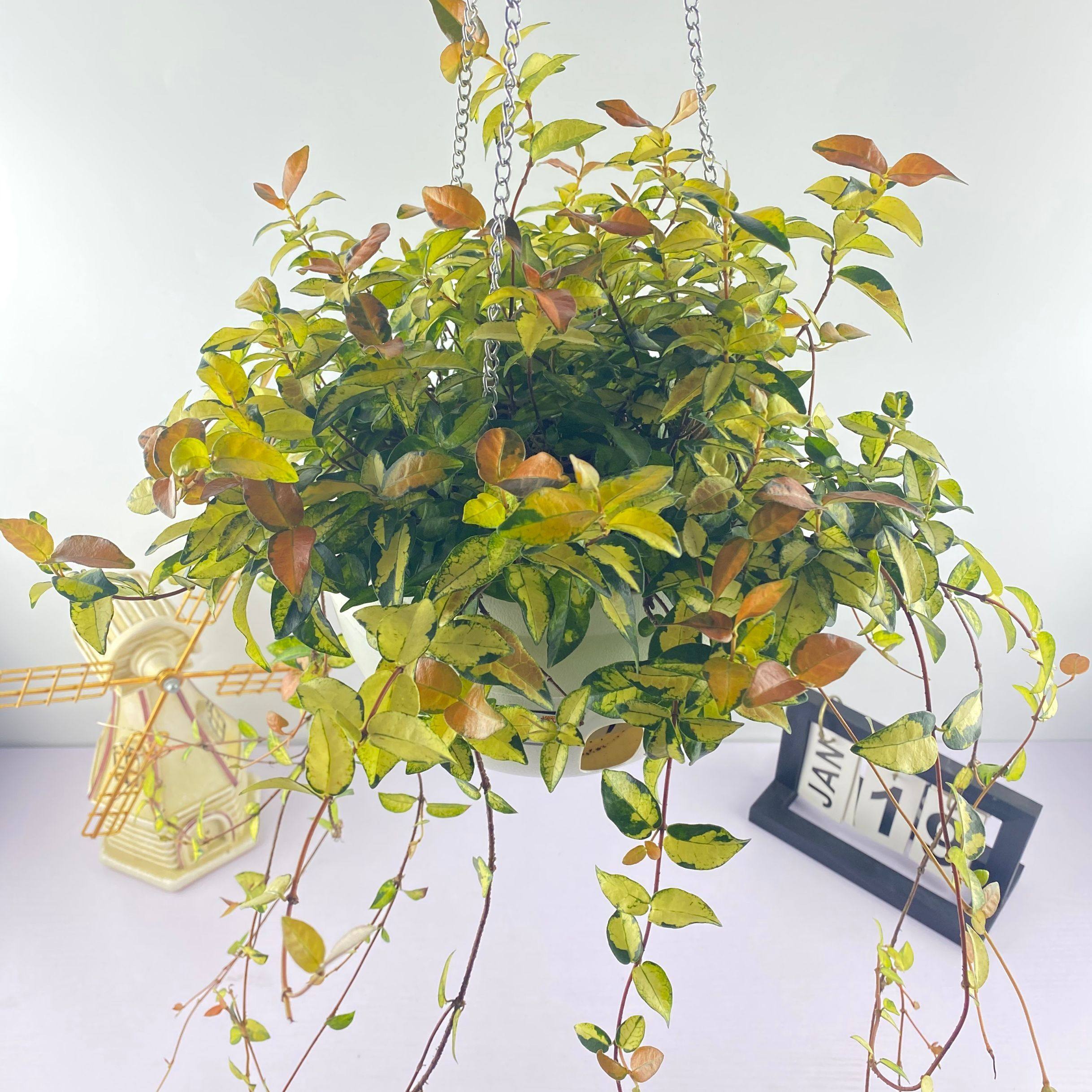 络石花叶绿植叶绿植养护观窗台容易阳台室内盆栽绿植