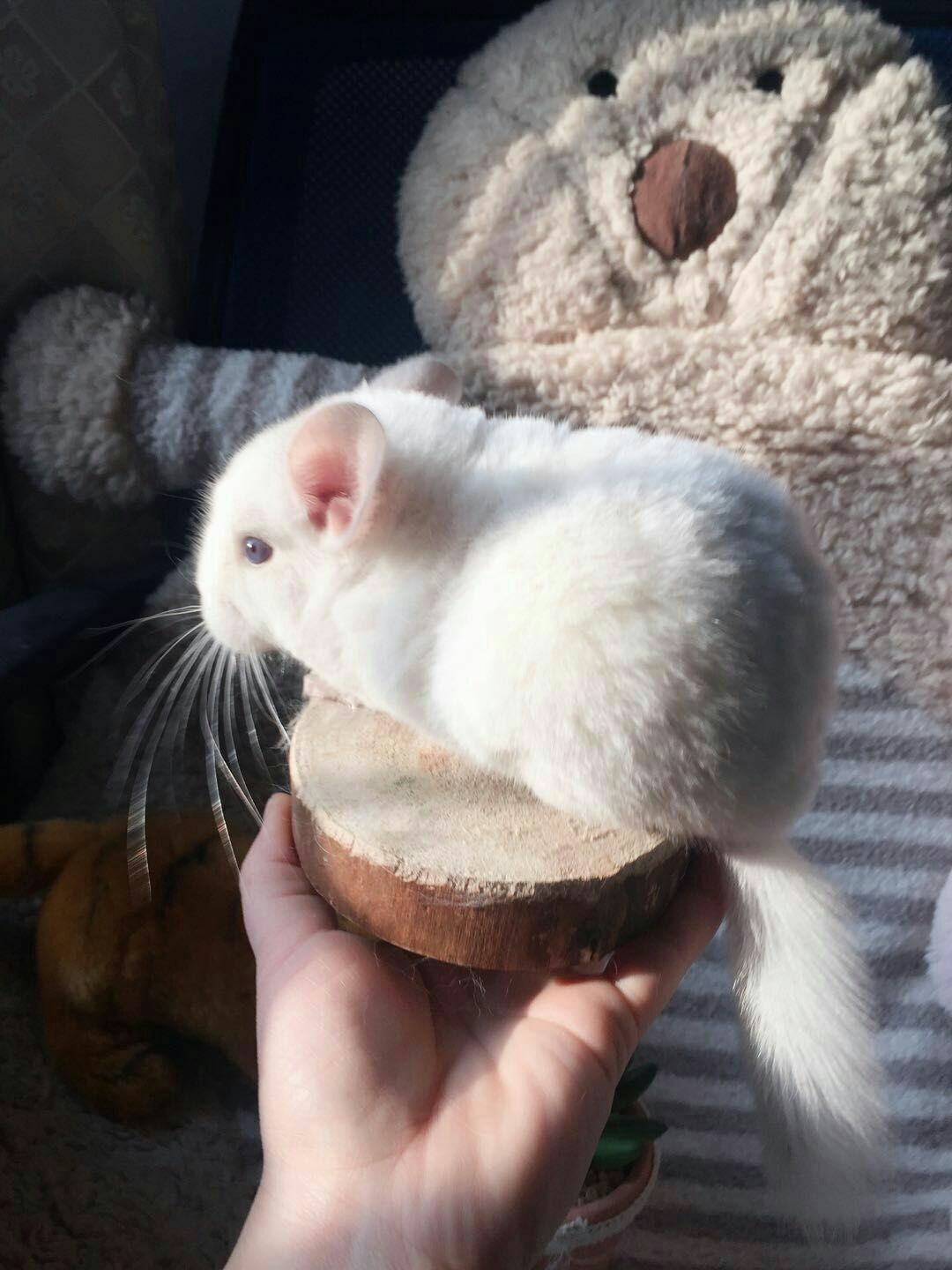 家养 宠物龙猫活体幼崽 标灰紫灰粉白米色银斑小宠龙猫宝宝ddmm