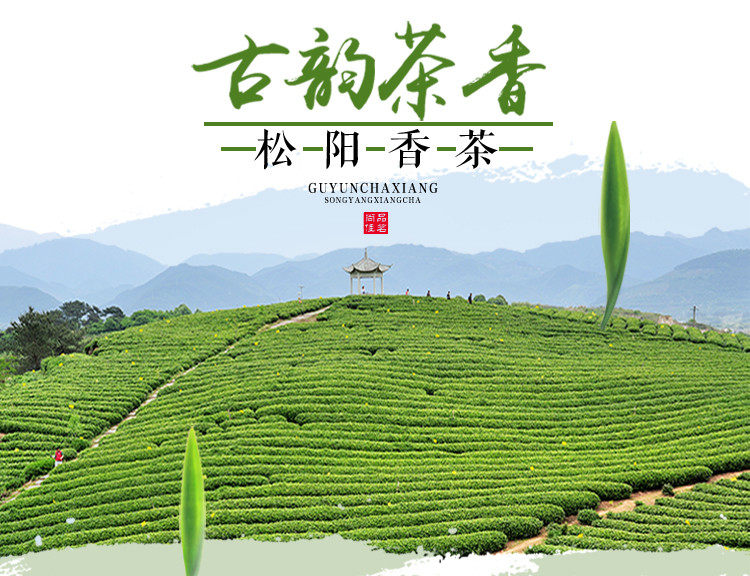 松阳银猴香茶 2019春茶 高山绿茶云雾茶 比日照茶香耐泡 250g包邮