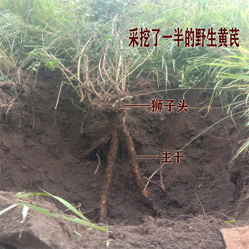黄芪野生500g克特特级正品中药材可发整根3根黄芪