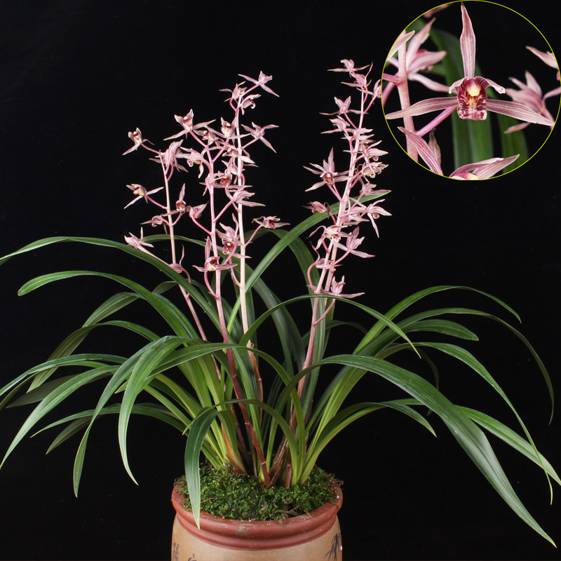 兰花墨兰桃姬红花浓香花苞室内绿植好养名贵国兰