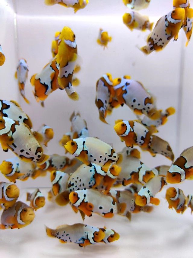 公子雪印喷点人工小丑鱼练手便宜海水活体海洋生物鱼