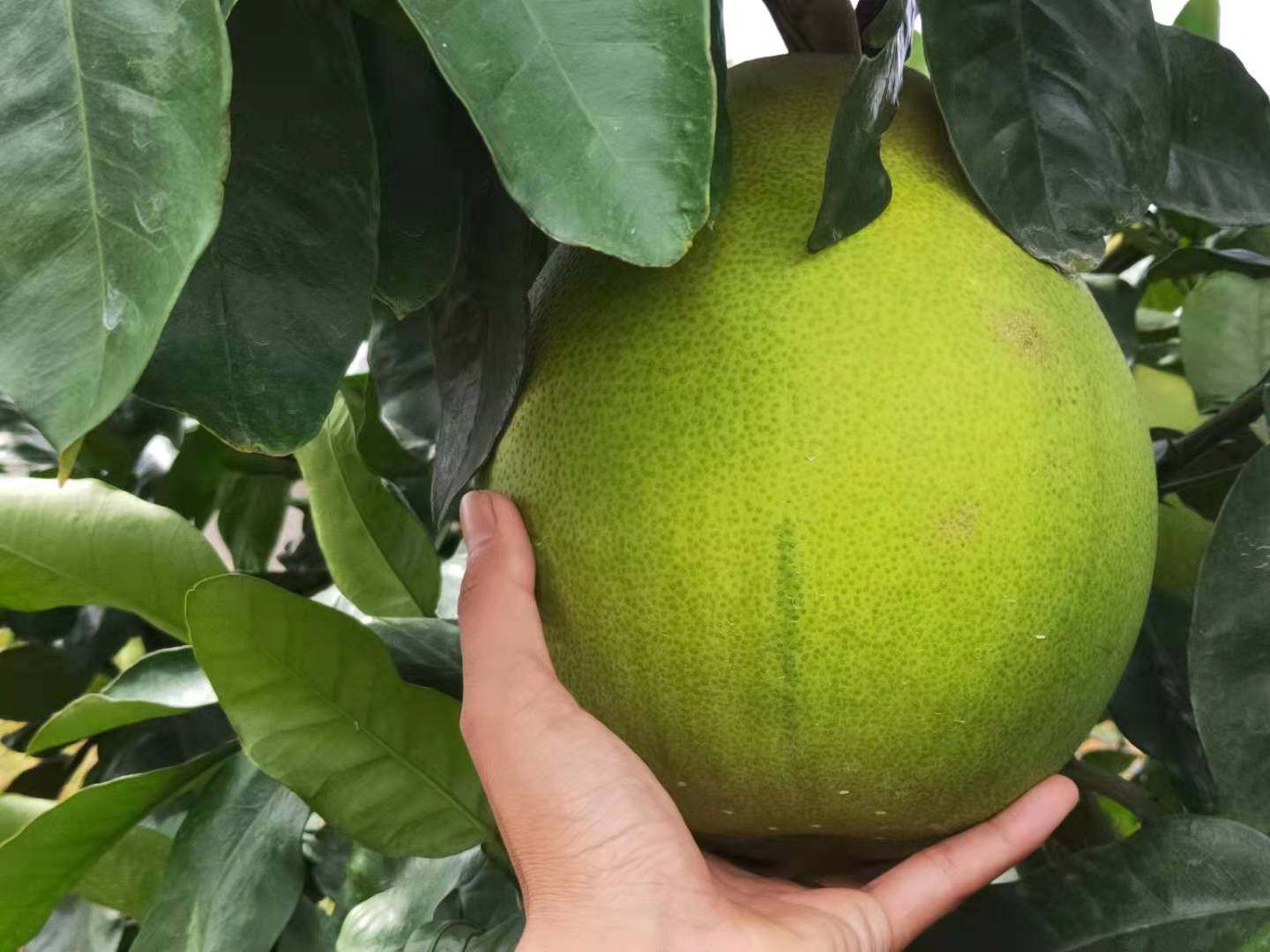 正宗原产吉安庐陵特产井冈蜜柚金兰金沙10斤柚子