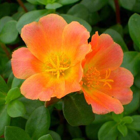 大花马齿苋 大叶太阳花种子 半枝莲 死不了 四季播种盆栽耐热花卉