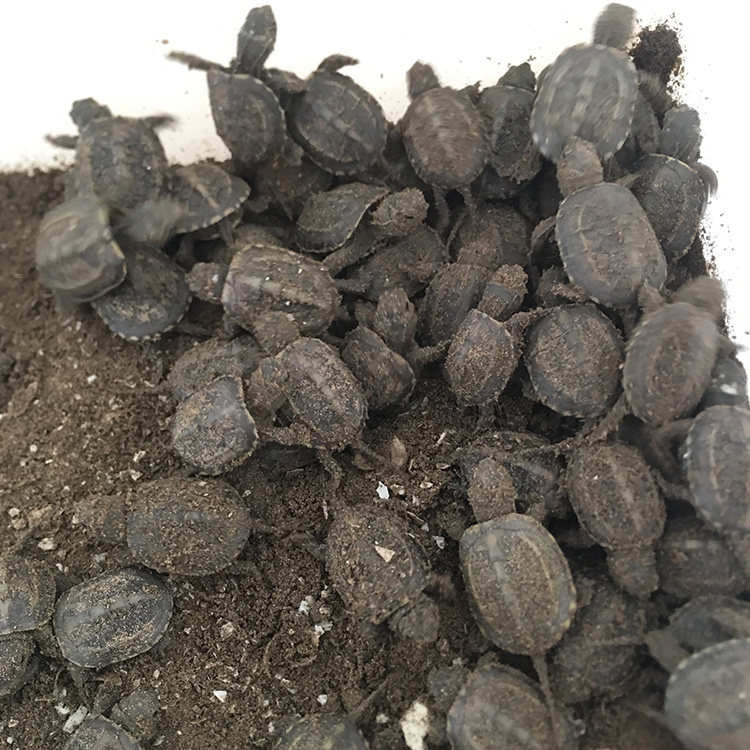 中华草龟活体情侣龟大小母草龟黑腹墨龟金线草龟苗宠物招财外塘龟