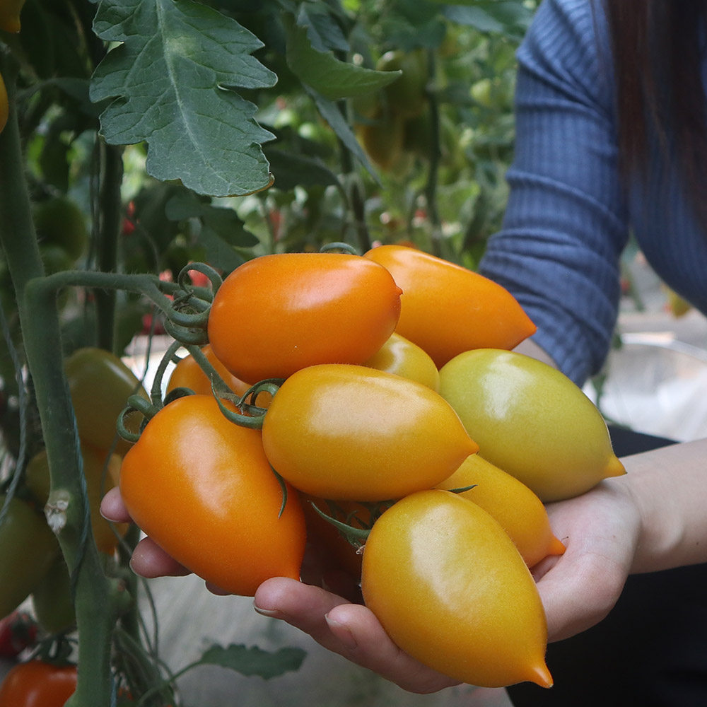 种子蔬菜黄罗曼种籽禾之元秋冬季春夏秋冬春夏菜种四季家庭园艺种子