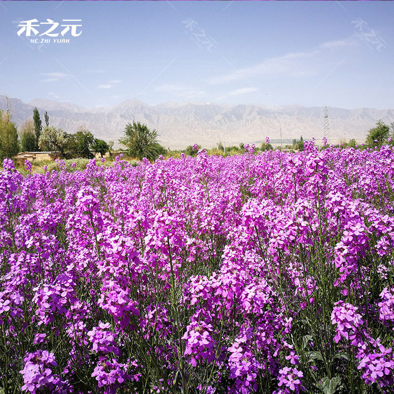种子四季蓝香花种易活景观花海花卉欧亚香花家庭园艺种子