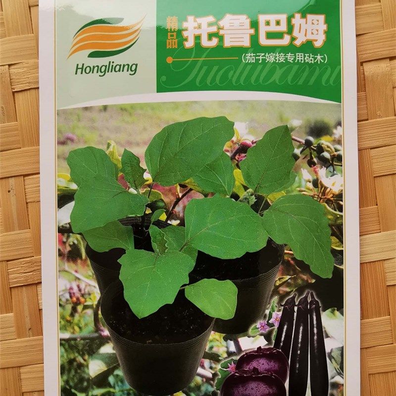 种子托鲁巴姆茄子嫁接专用砧木春夏春夏秋冬秋冬季家庭园艺种子