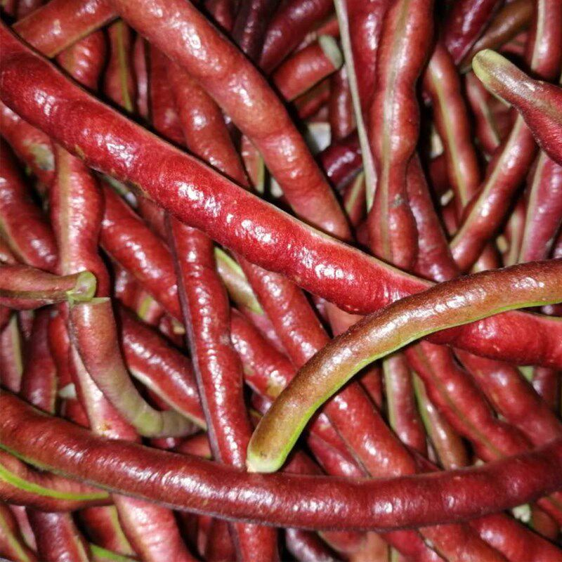 豇豆无架种子四季蔬菜菜种红豆豆角种籽菜豆家庭园艺种子