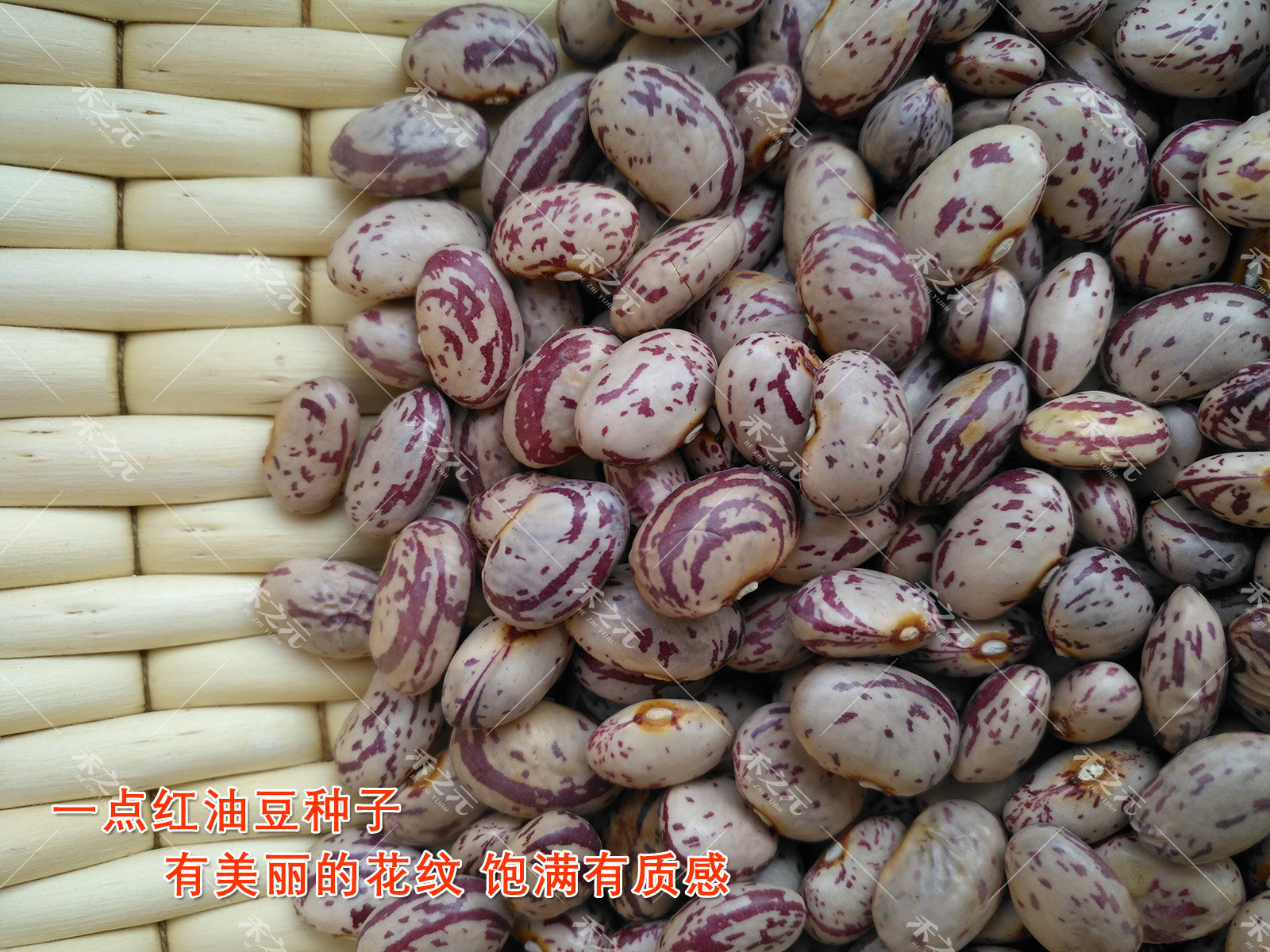 夏季 东北绿油豆扁豆种子种孑豆角蔬菜种孑红芸豆四季 豆种籽春季 播